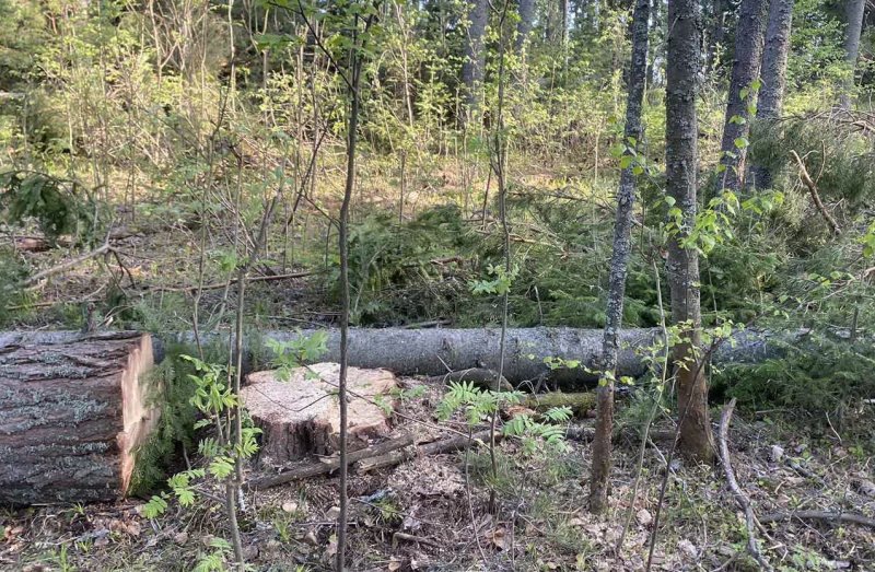 В Удмуртии сотрудниками полиции задержан подозреваемый в незаконной рубке лесных насаждений на сумму свыше 600.000 рублей