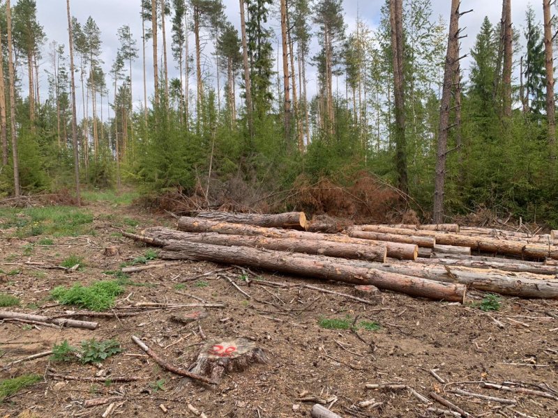 В Удмуртии полицейскими установлена причастность трех жителей Шарканского района к незаконной рубке леса на сумму более 560.000 рублей